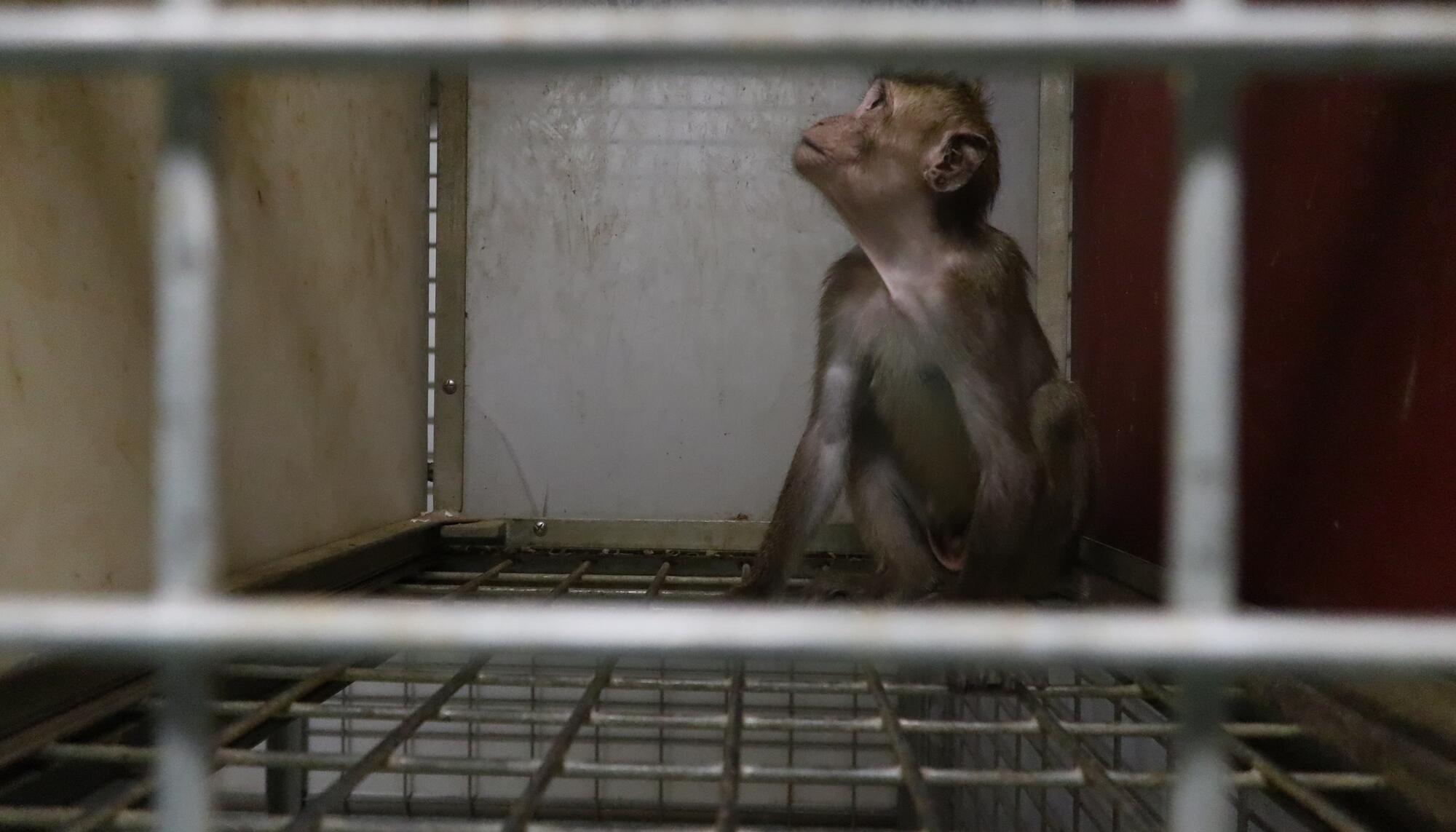 Primate